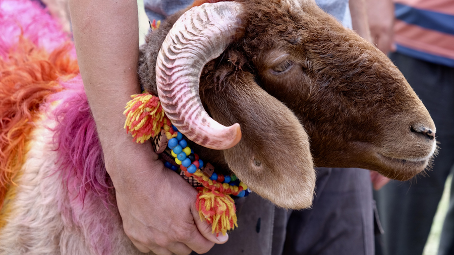 Eid Al Adha Feast Of Sacrifice 2025 In Qatar
